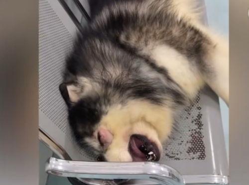 爆料狗狗打架视频播放,一场宠物间的生死较量  第2张